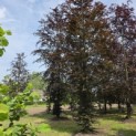 Fagus sylvatica 'Atropunicea' - 2