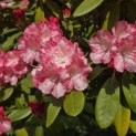 Rhododendron Yakushimanum'Marlis' - Foto 1