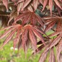 Acer palmatum 'Trompenburg' - Foto 7