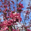 Malus toringo - 6