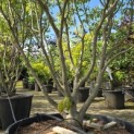 Cornus kousa 'Milky Way' - 4