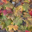 Acer japonicum 'Vitifolium' - Foto 2