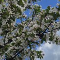 Malus 'Red Sentinel' - 2