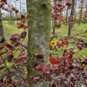 Fagus sylvatica 'Atropunicea' - 1