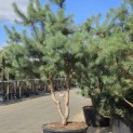 Pinus sylvestris - Foto 1