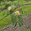 Albizia julibrissin - 1