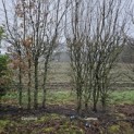 Cornus Mas - 1