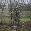 Cornus Mas - 2