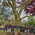 Acer palmatum 'Bloodgood' - 2