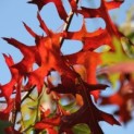 Quercus Palustris - 1