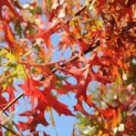 Quercus Palustris - 2