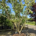 Cornus kousa 'Schmetterling' - 6