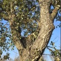Quercus Suber - 4