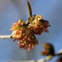 sycoparrotia semidecidua winterbloei