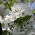 Prunus avium bloesem zoete kers