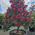Rhododendron Yakushimanum ‘Fantastica' - 1