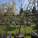 Prunus serrulata 'Ukon' - 1