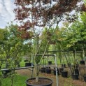 Acer palmatum 'Bloodgood' - 1