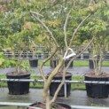 Parrotia persica - Foto 1
