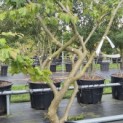 Parrotia persica - Foto 2
