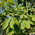 Aesculus pavia 'Atrosanguinea' - 3
