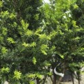 Taxus baccata - 6