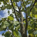 Davidia involucrata - Foto 1