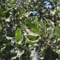 Quercus Ithaburensis 'Hemelrijk Silver. - 3