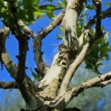 Platanus x hispanica 'Alphen's Globe' - 3