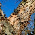 Betula nigra