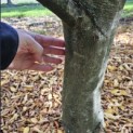 Carpinus betulus - 4