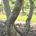Parrotia persica - 4