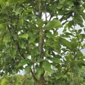 Magnolia 'Heaven Scent' - Foto 2