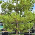 Pinus strobus - Foto 2