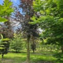 Fagus sylvatica 'Atropunicea' - 1