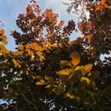 Fagus sylvatica 'Atropunicea' - mei 2026