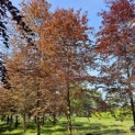 Fagus sylvatica 'Atropunicea' - 2