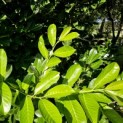 Prunus laur. Rotundifolia - 2