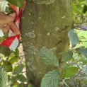 Fagus sylvatica 'Atropunicea' - 1