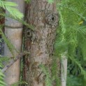 Taxodium distichum 'Shawnee Brave' - 4