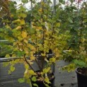 Tilia cordata 'Winter Orange' - 3