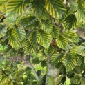 Fagus sylvatica 'Striata' - Foto 4