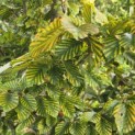 Fagus sylvatica 'Striata' - Foto 3