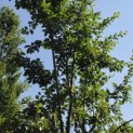 Prunus domestica d' Althan - Foto 2