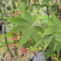 Acer palmatum 'Osakazuki' - Foto 4