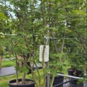 Acer palmatum 'Osakazuki' - Foto 3