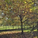 Platanus x hispanica - Foto 4