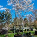 Amelanchier lamarckii - 3