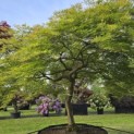 Acer palmatum 'Dissectum' - Foto 2