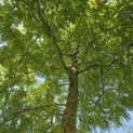 Gleditsia triacanthos ‘Sunburst' - 4